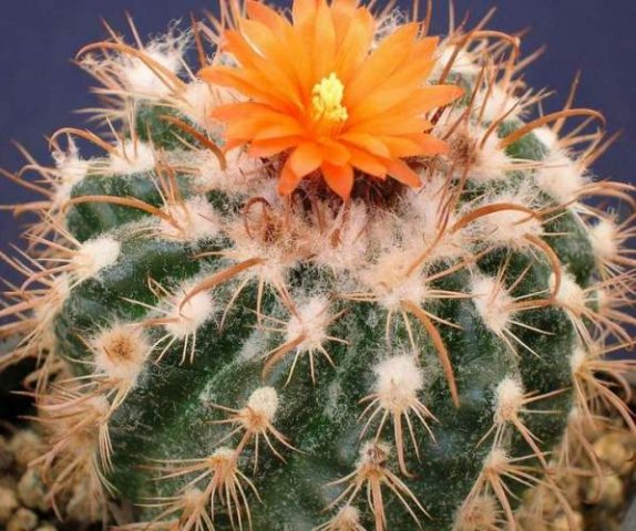 Parodia_zecheri